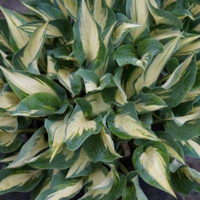 Hosta 'Extasy'